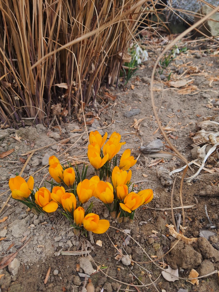 crocuses and snowdrops